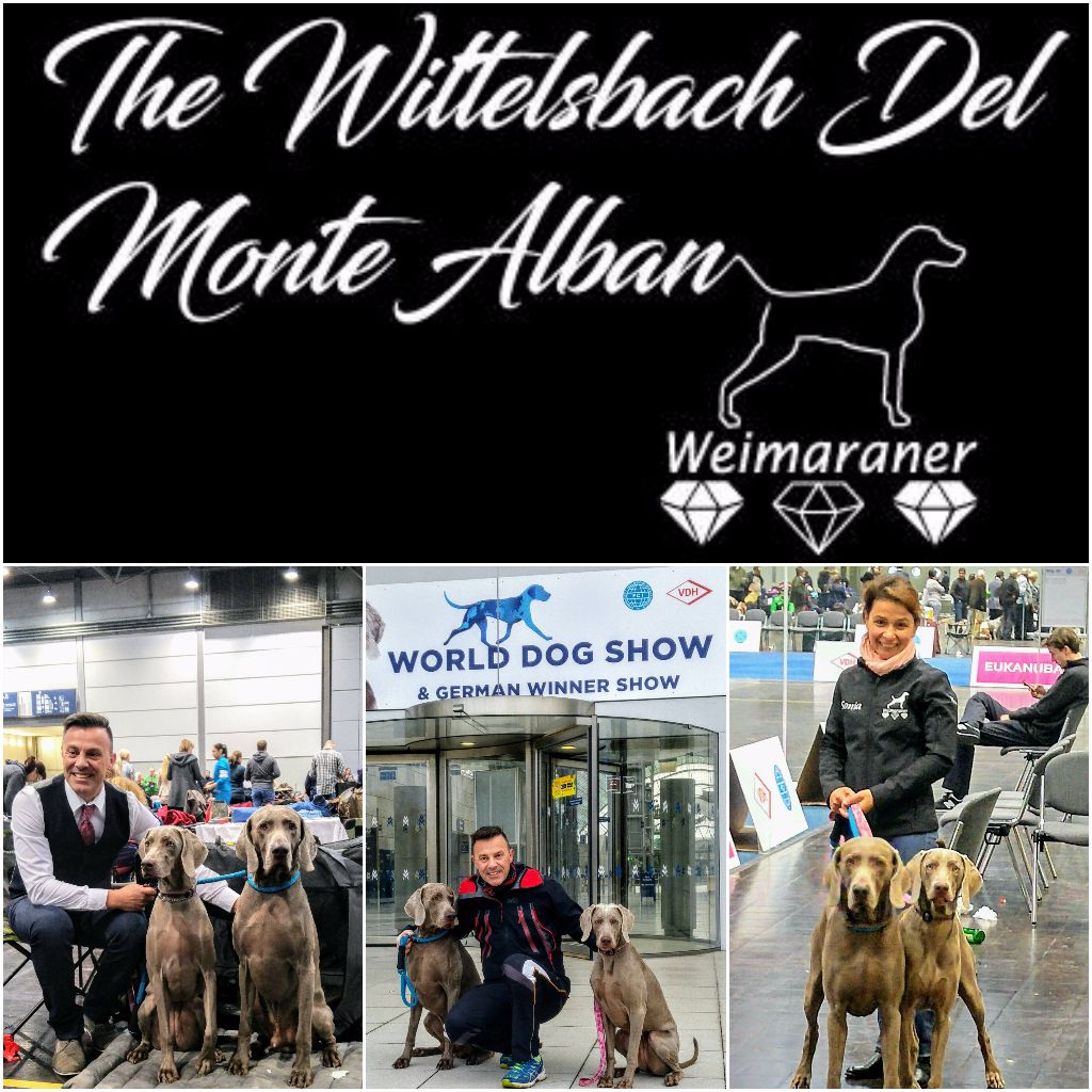 The Wittelsbach Del Monte Alban - WORLD  DOG SHOW  LEIPZIG 2017 !!!