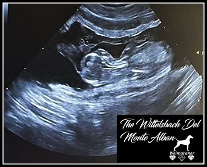 The Wittelsbach Del Monte Alban - GESTATION  CONFIRME  !!!!!!!!!!!!