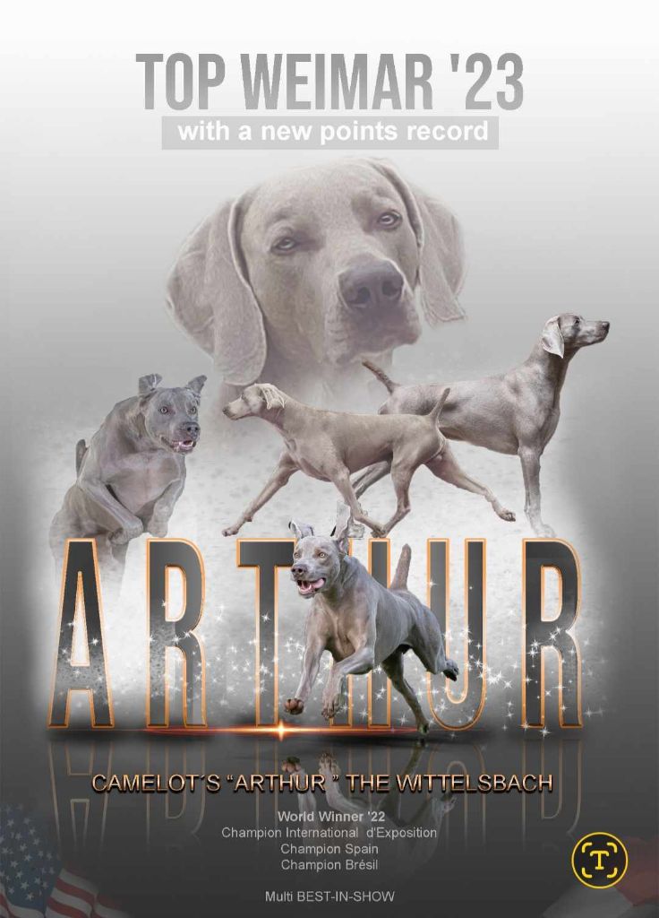 The Wittelsbach Del Monte Alban - ARTHUR  TOP DOG AWARD WEIMARANER '23 !!!