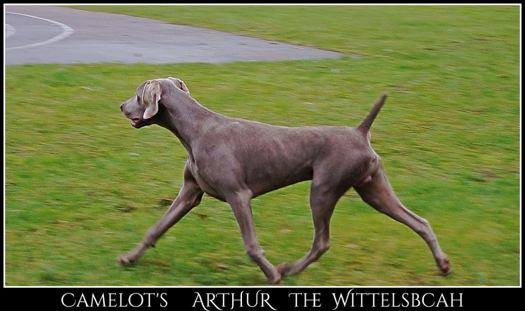 CH. Camelot's Arthur the wittelsbach