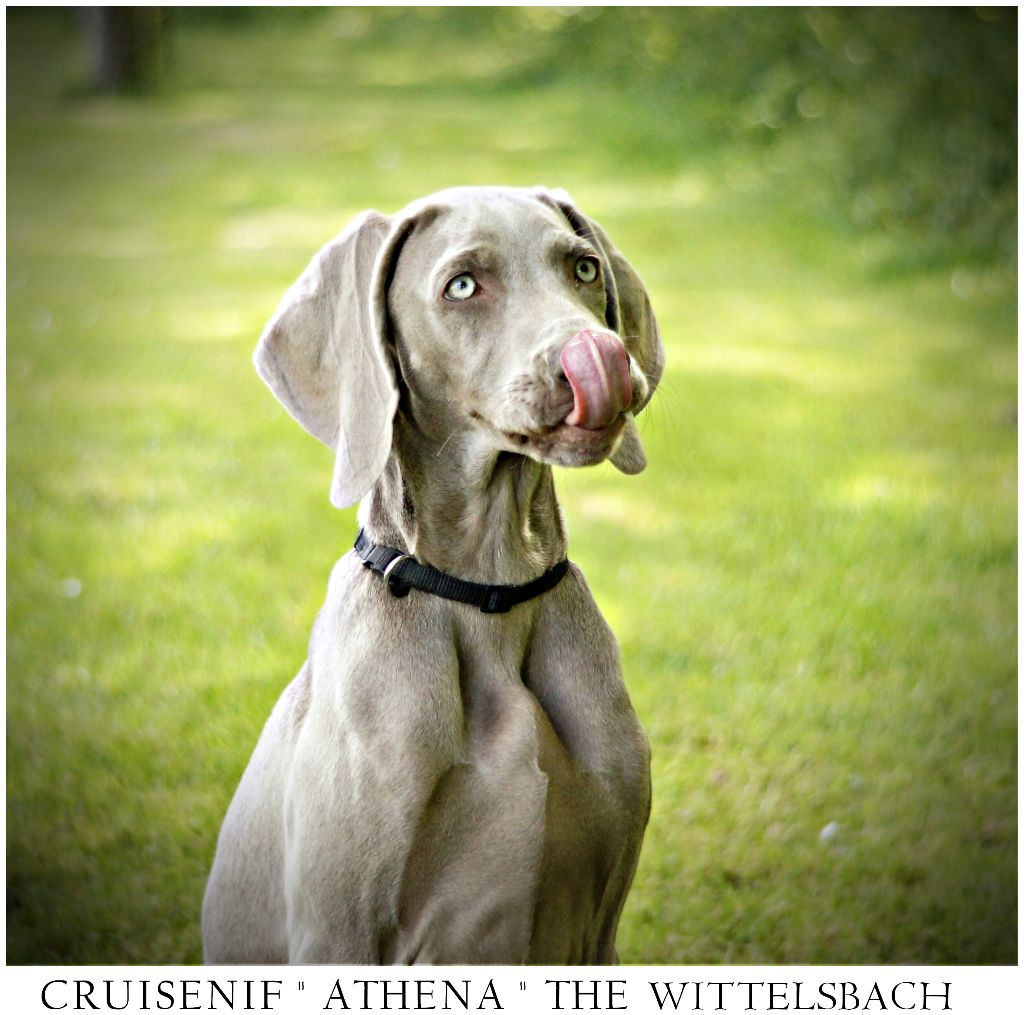 CH. cruisenif Athena the wittelsbach