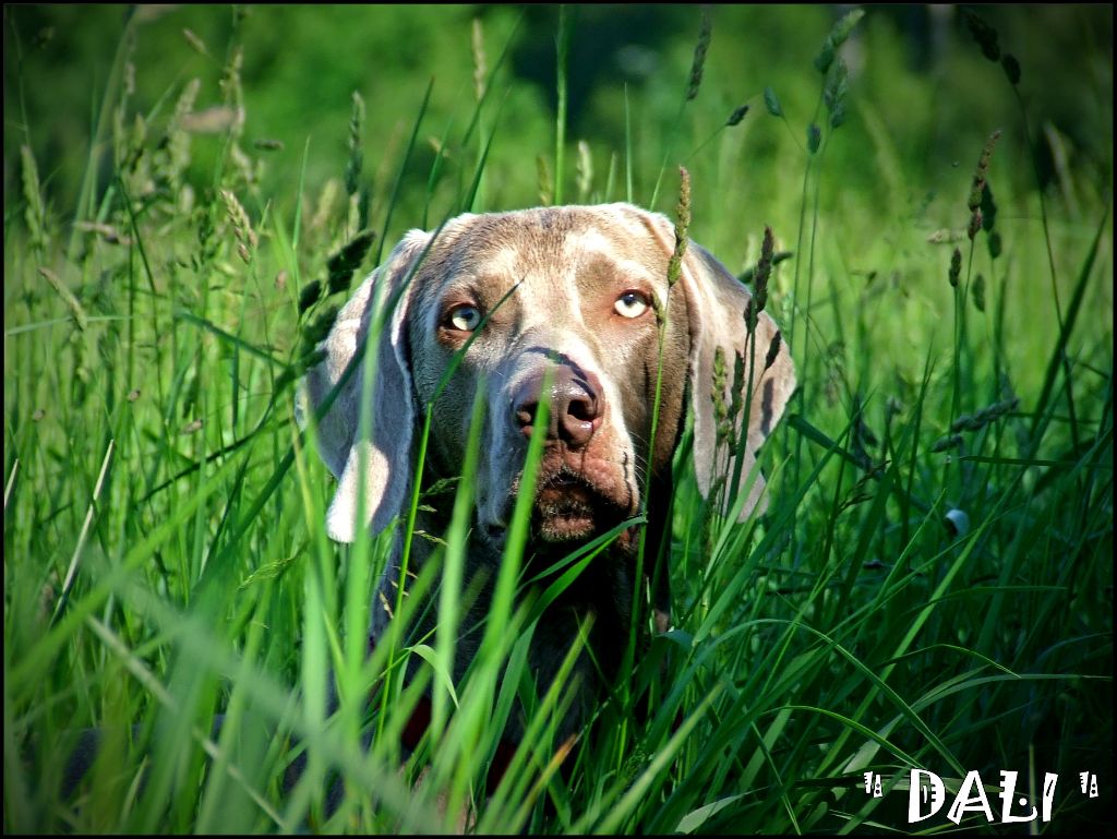 CH. Dali del monte alban von silberweiss jäger