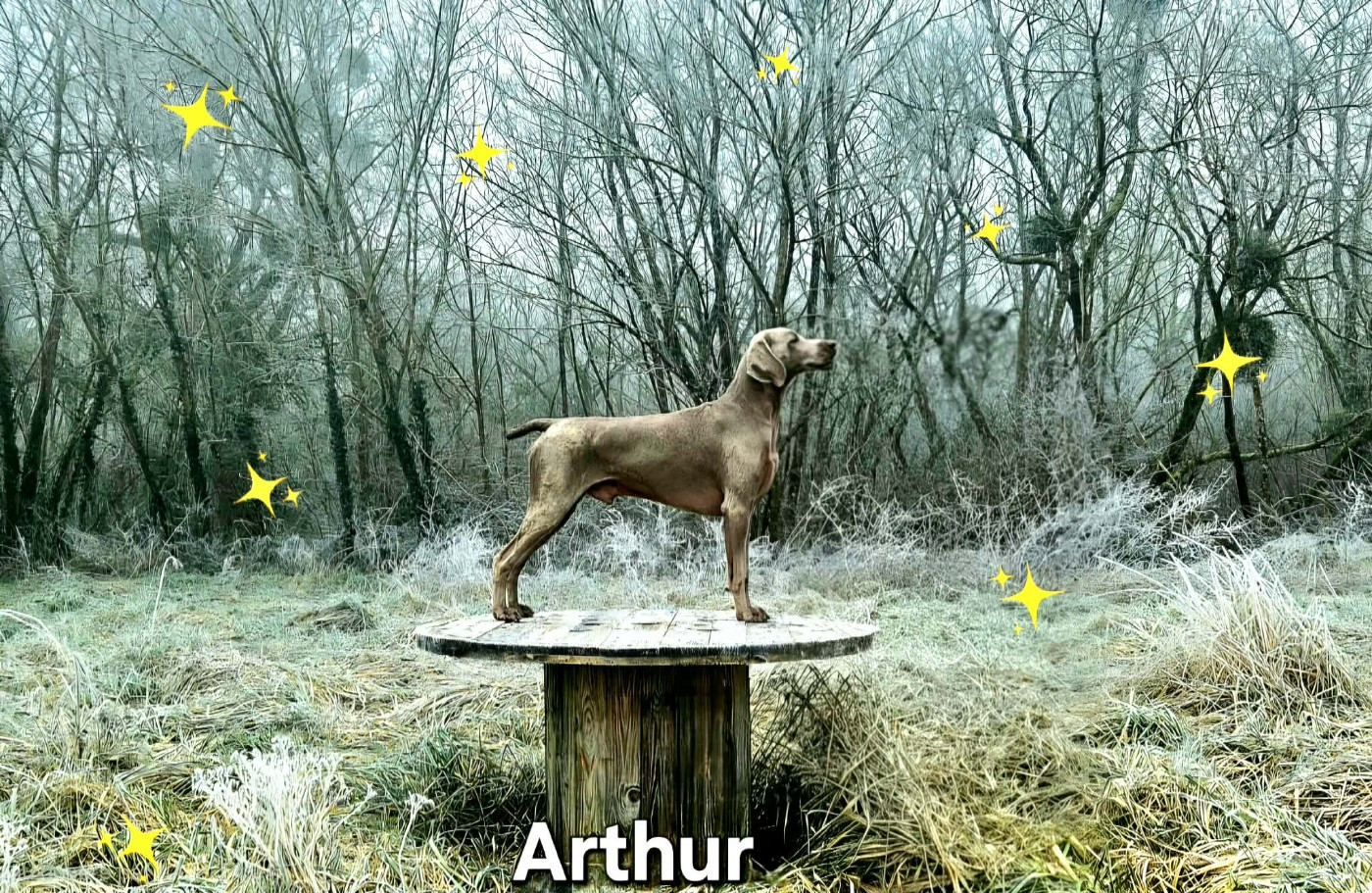 The Wittelsbach Del Monte Alban - KING " ARTHUR " statufier !!!!