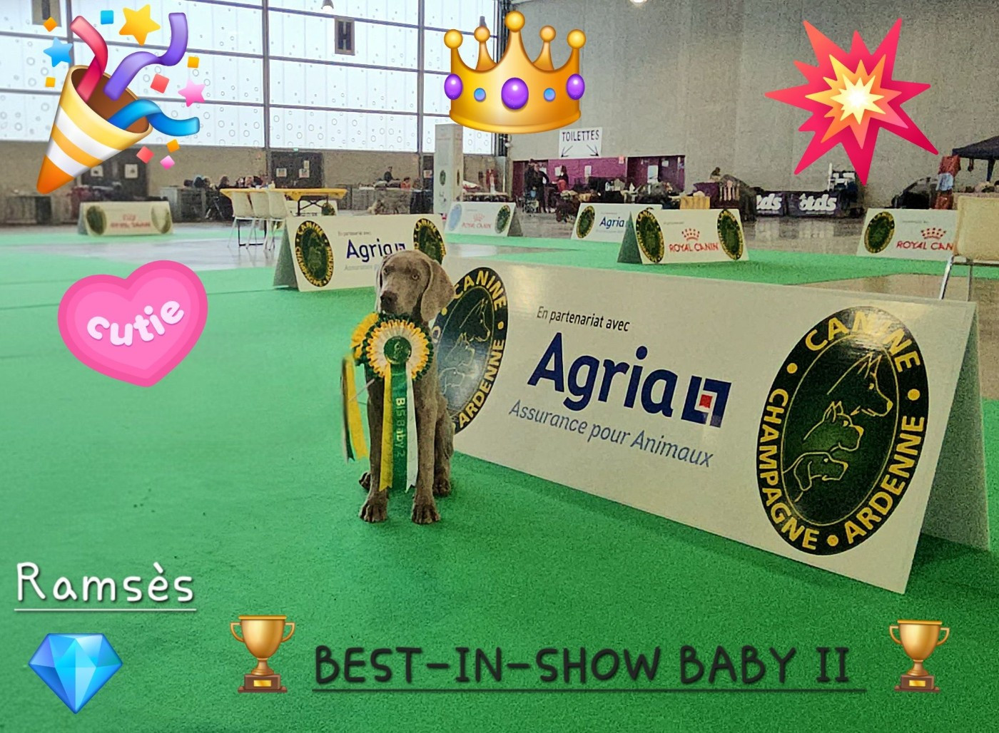 The Wittelsbach Del Monte Alban - BEST-IN-SHOW BABY II !!!!!!!!!!