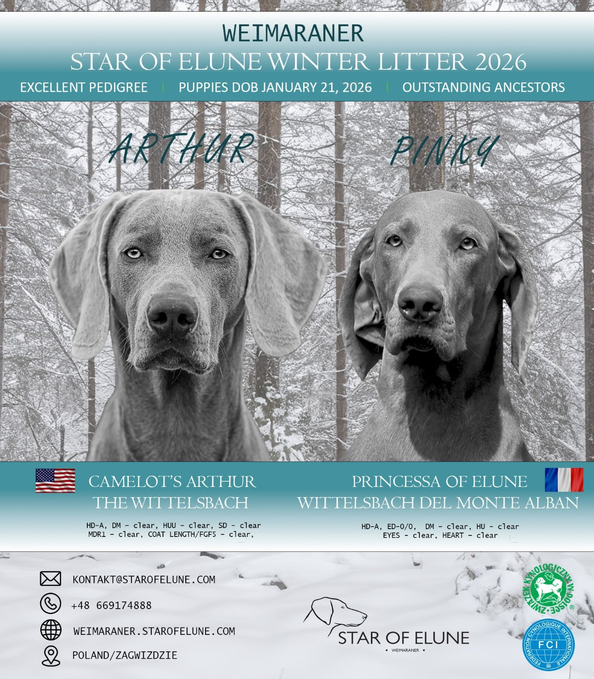 The Wittelsbach Del Monte Alban - LITTER " PINKY & ARTHUR " !!!!!
