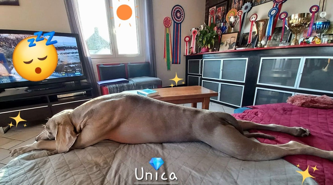 MULTI CH " UNICA " parfaite !!!!