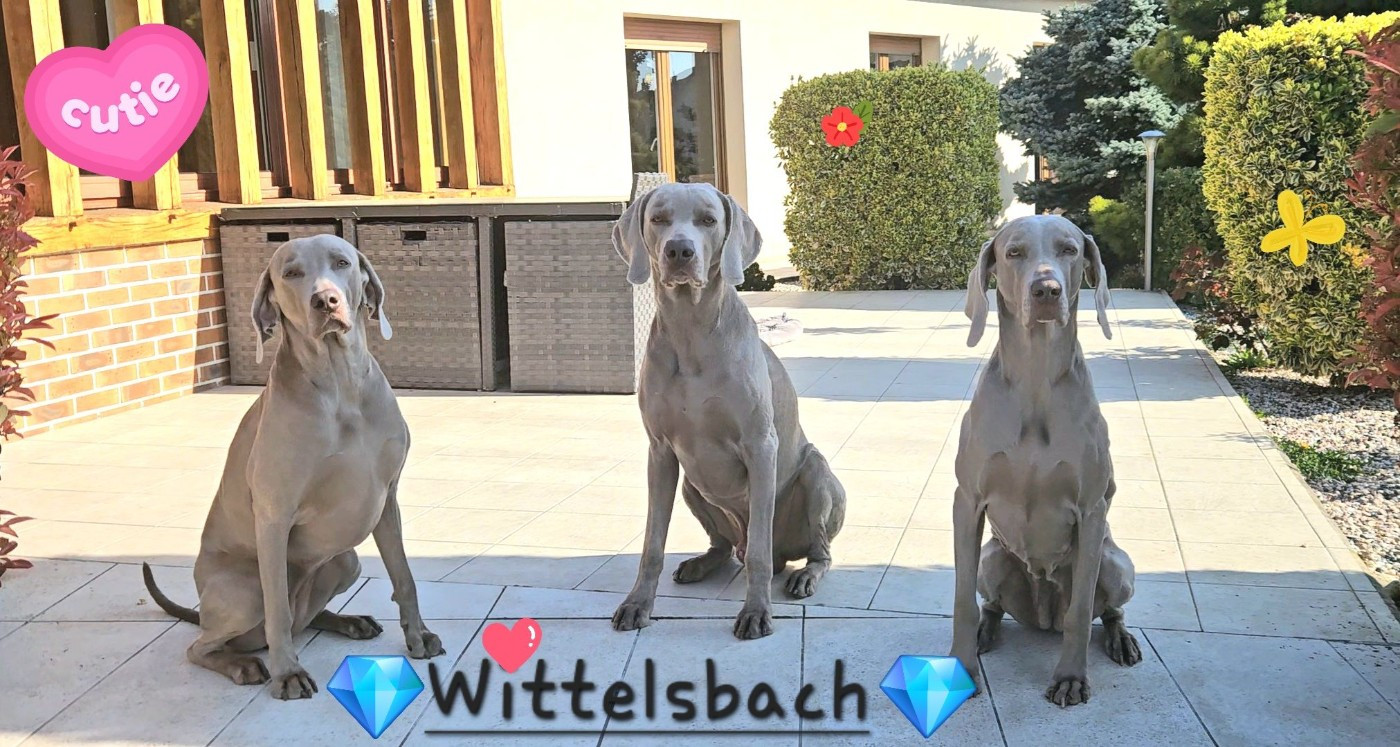 " WITTELSBACH - FAMILY "