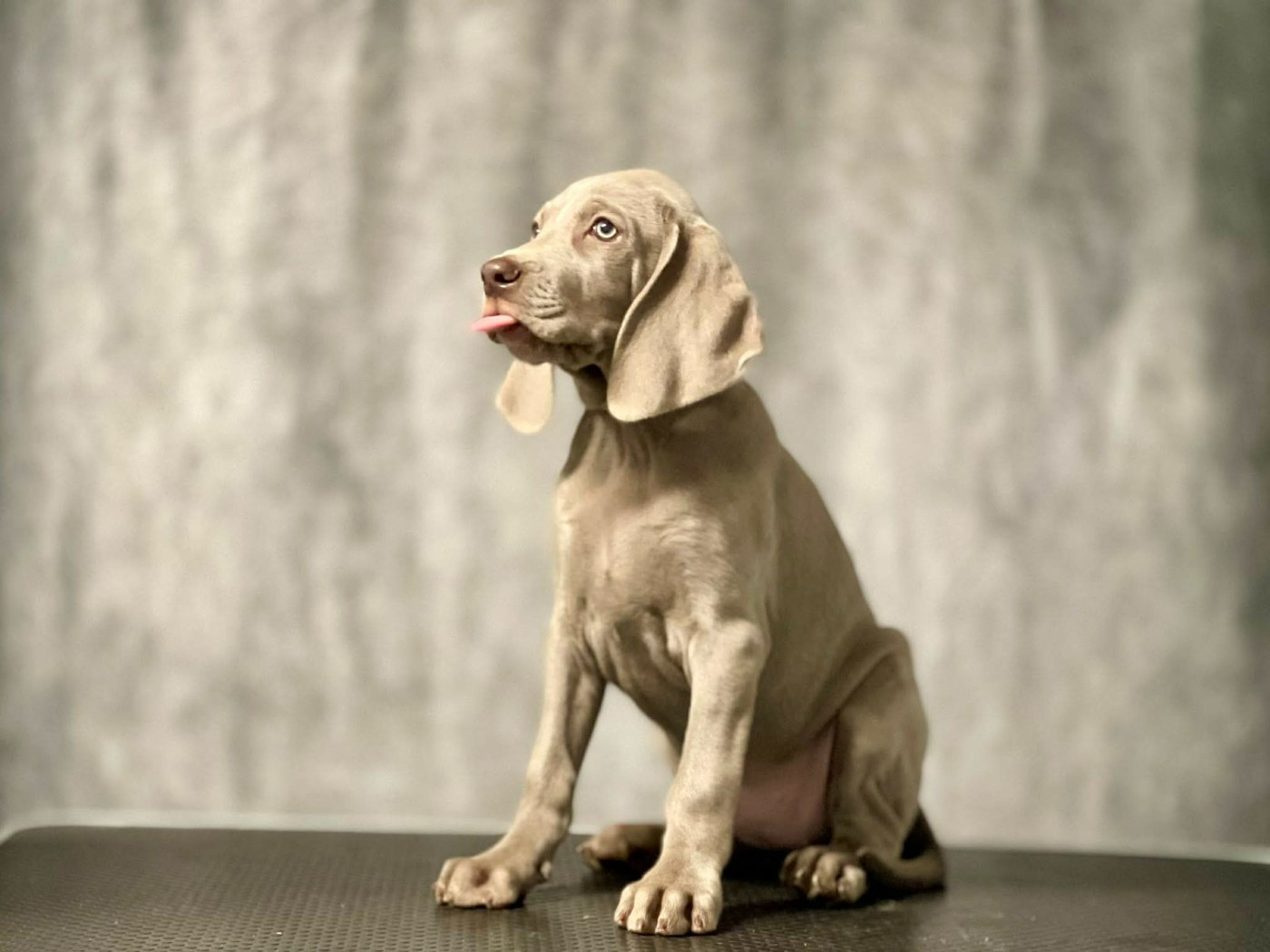 Magnifiques Chiots disponibles !!!!